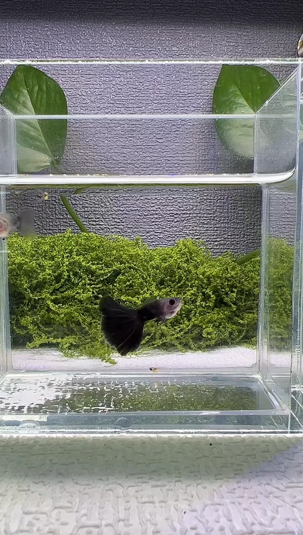 孔雀鱼阿浩孔雀鱼