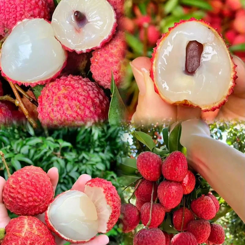 桂味荔枝  每盒约800  00265荔枝同城送广东省