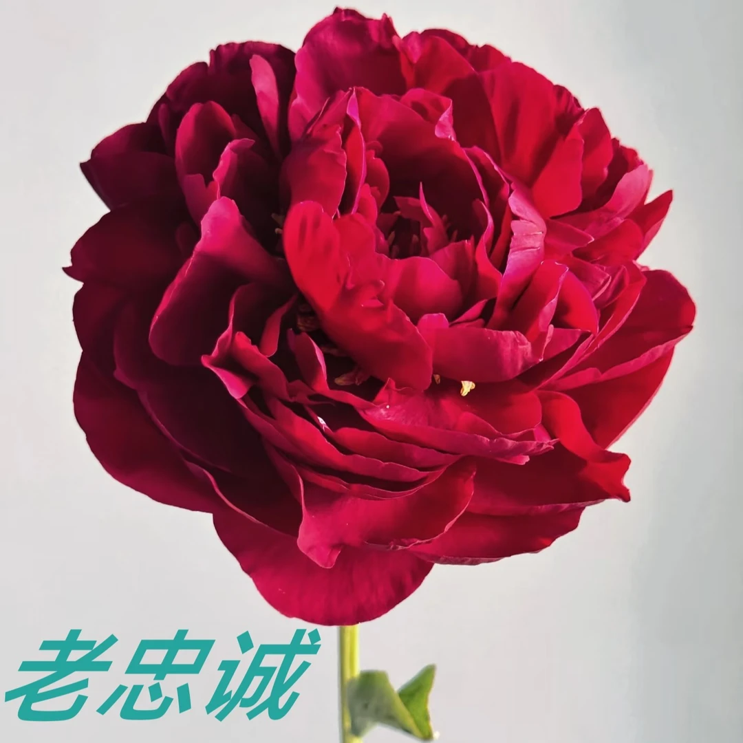 【老忠诚】观赏芍药黑红色系基地直发包对版包邮