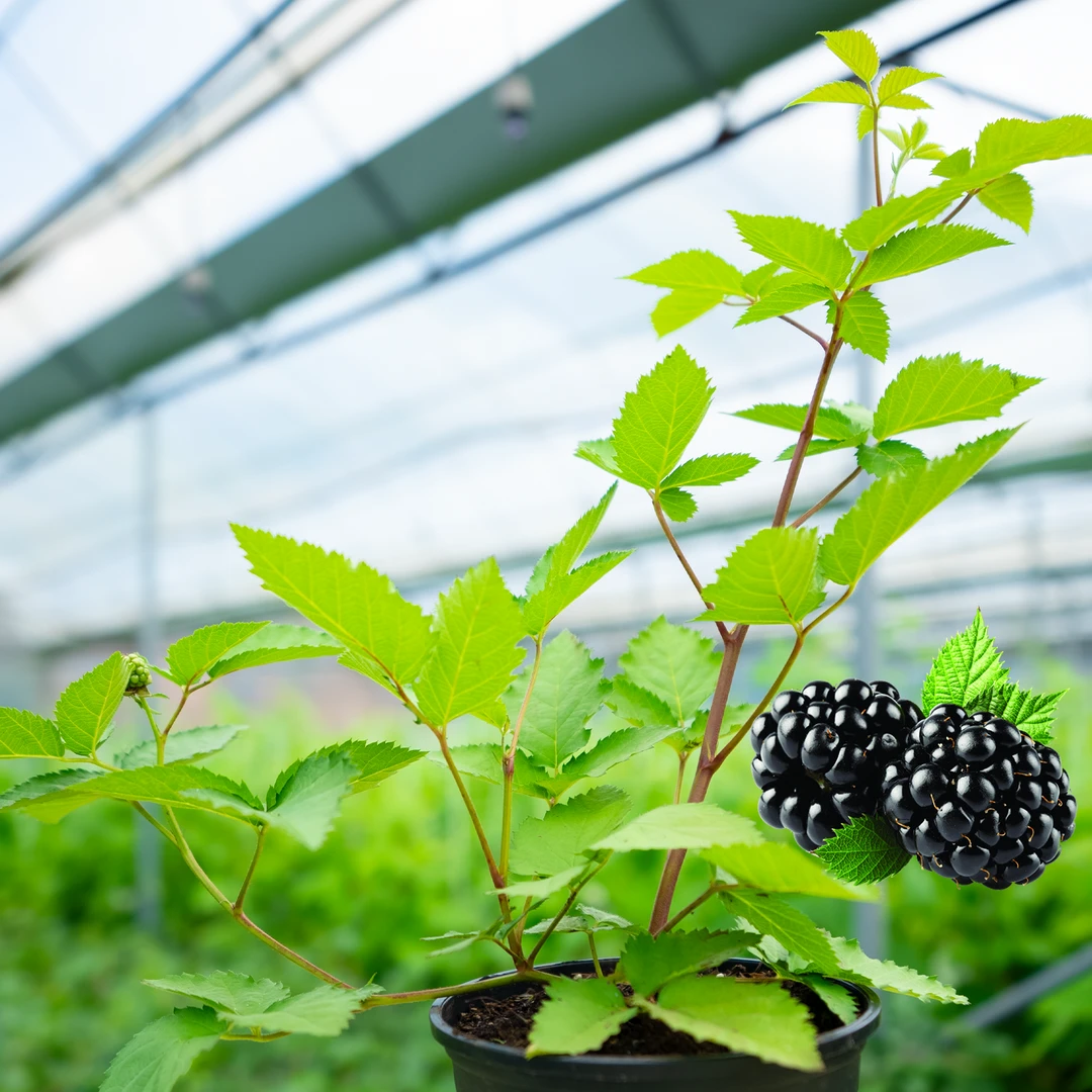 福瑞达黑莓覆盆子苗盆栽盆栽四季种植盆栽树莓送一包微生物菌肥