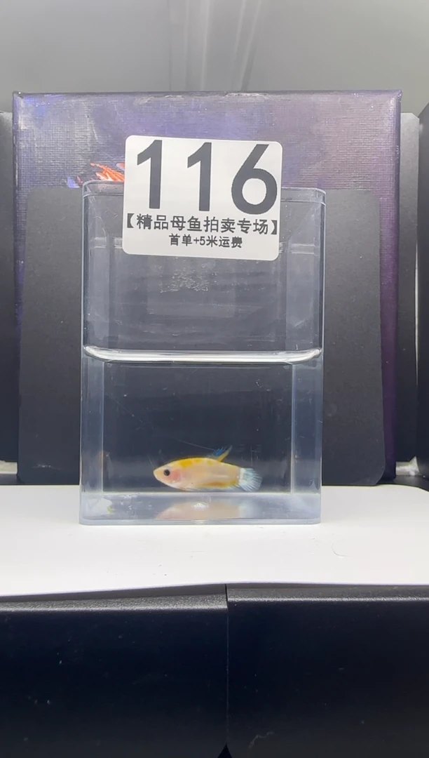 斗鱼母鱼编号：116
