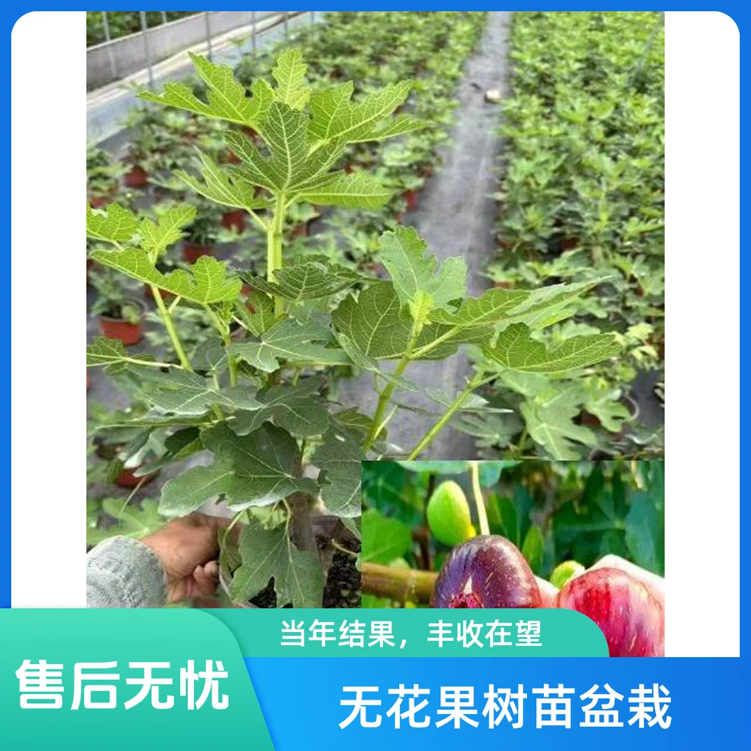 春公子【无花果】波姬红勤果品种无花果苗带叶带土盆栽果苗多次结果