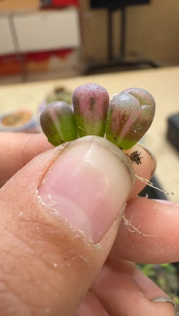 申*…6-74多肉植物肉锥