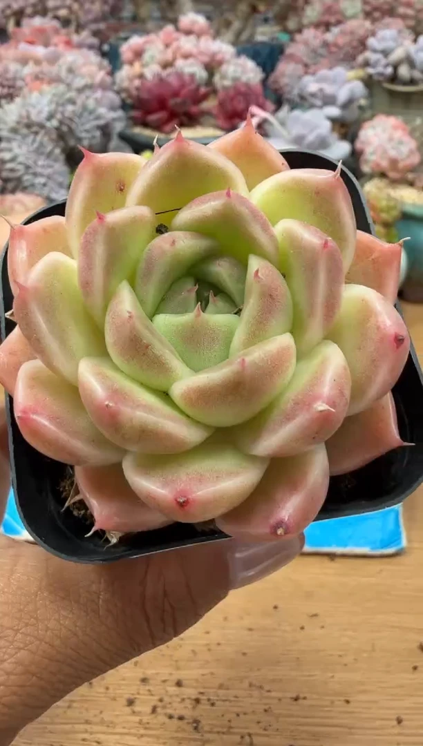 东云多肉园二店-141