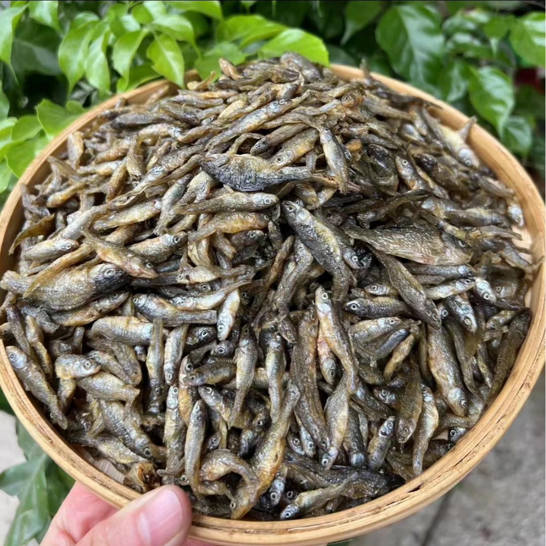 农家捕捞淡水河流湖泊野生小鱼