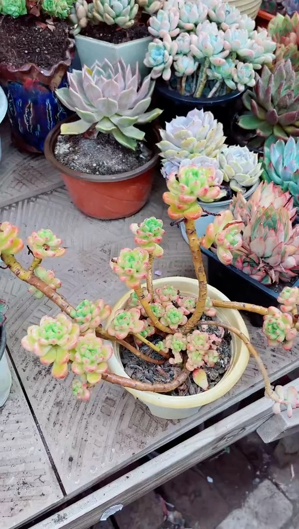 用****626038多肉植物一物一拍