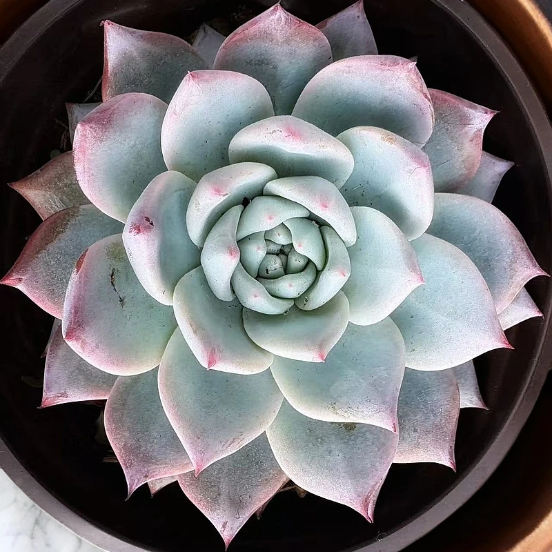 120#粉蓝鸟3颗带盆土 多肉植物耐旱上盆种植 以直播展示为准