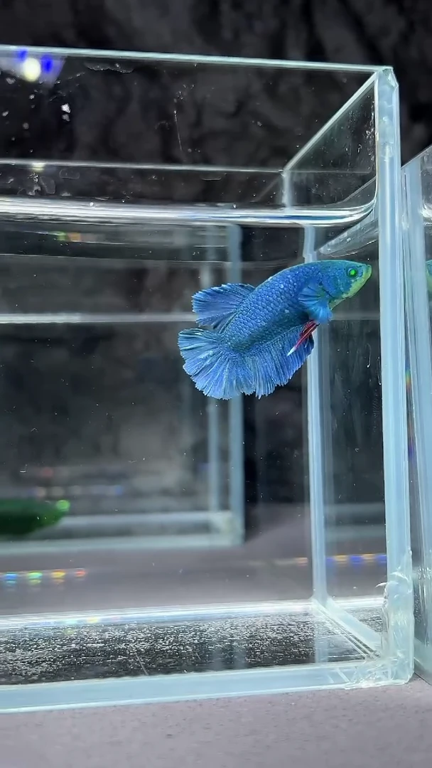 斗鱼竞拍链接A72