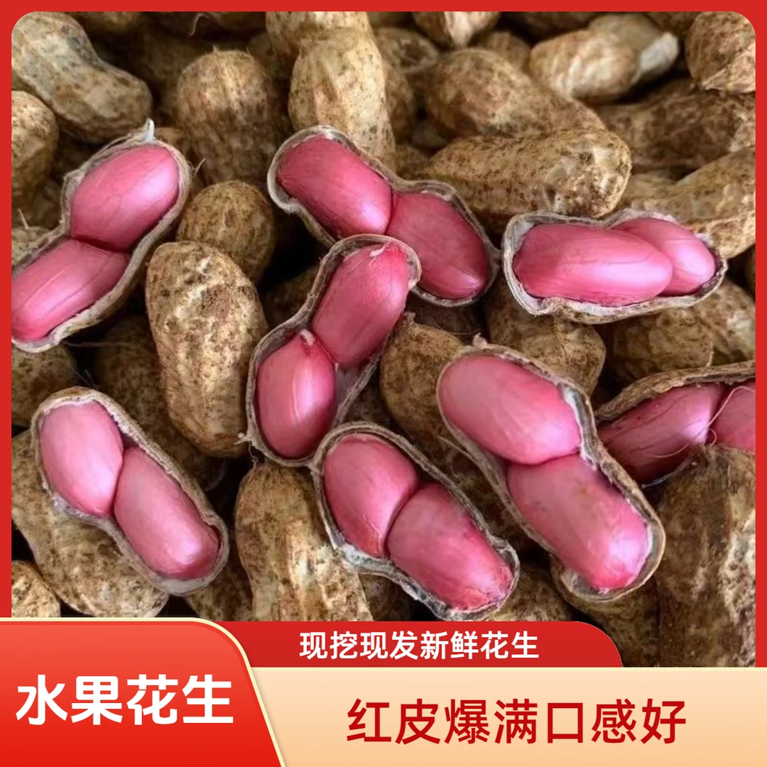 水果甜花生河南新鲜红皮丑花生带壳湿花生农家红衣花生水煮生花生