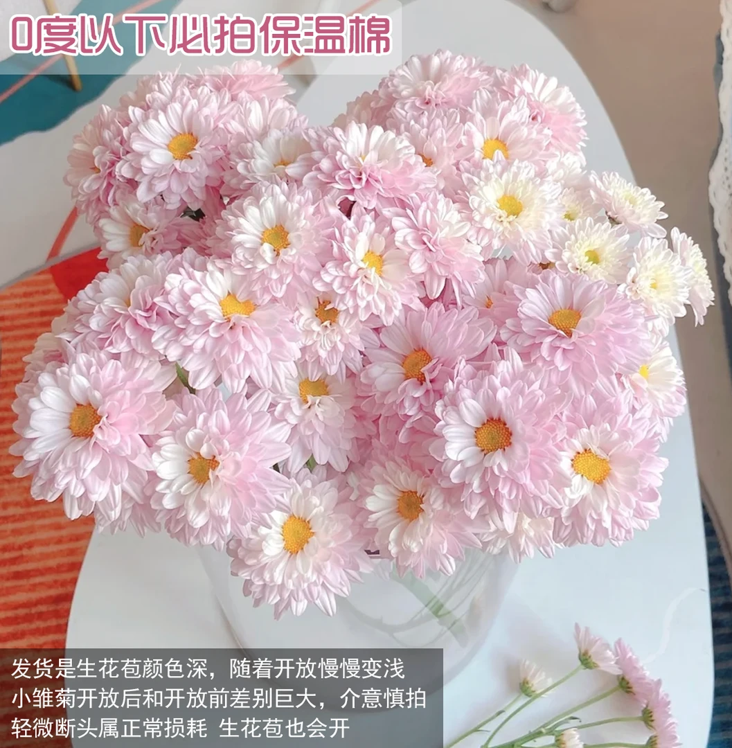 【汉城粉重瓣小菊】Daisy  生花颜色深越开越浅—昆明鲜花（顺丰包邮）