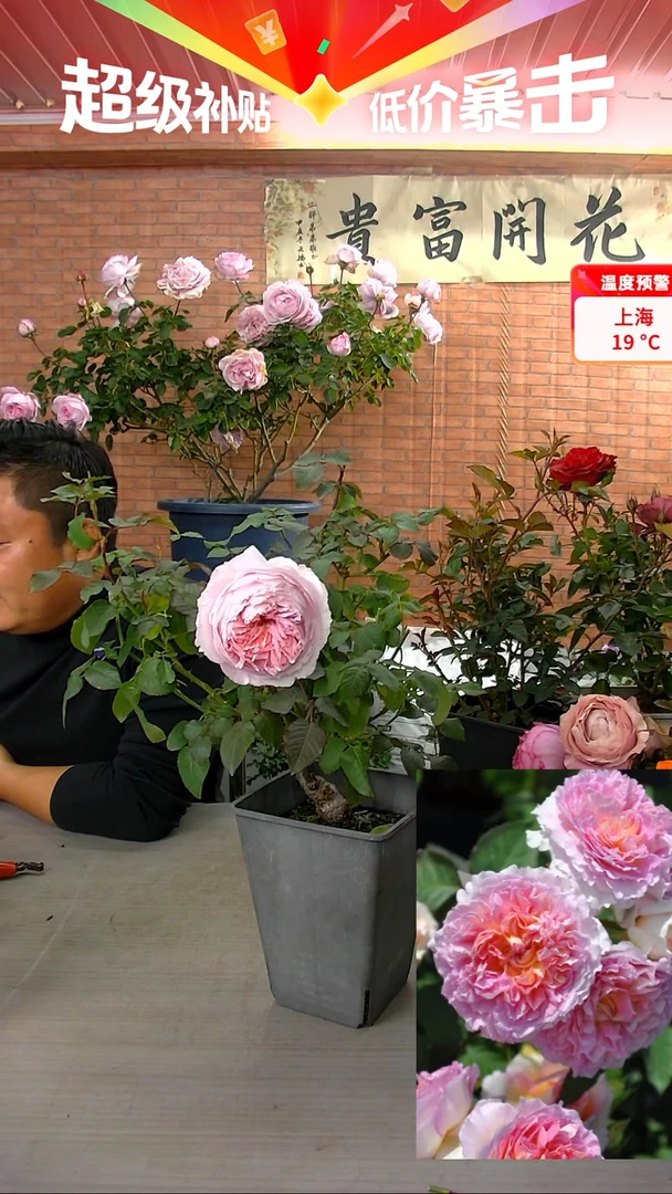 当前无花朵，栽培后可花朵梦幻曲