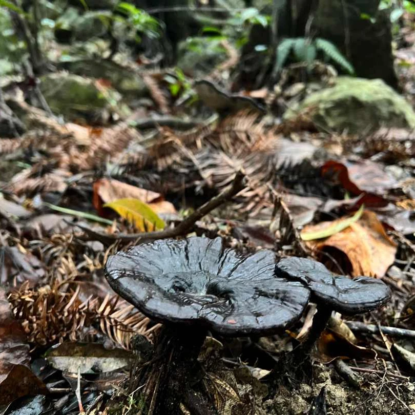 梅地源椴木紫灵芝林下紫芝整个灵芝 紫灵芝切片