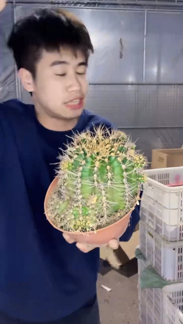 【闪购商品】超大号 翠晃冠 牡丹