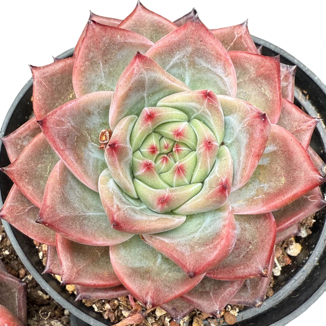 110#弗格森单头（6-8cm）脱土金先生精品多肉