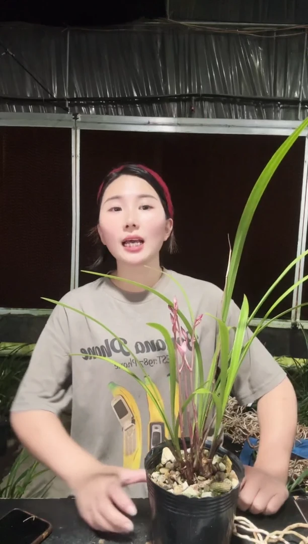 无花朵红娘4苗带花苞