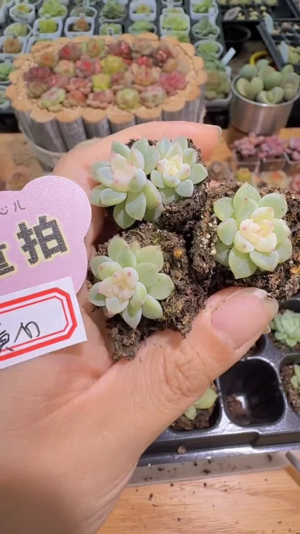 黄心CF单双混 3颗量拍混发 满9.9包邮
