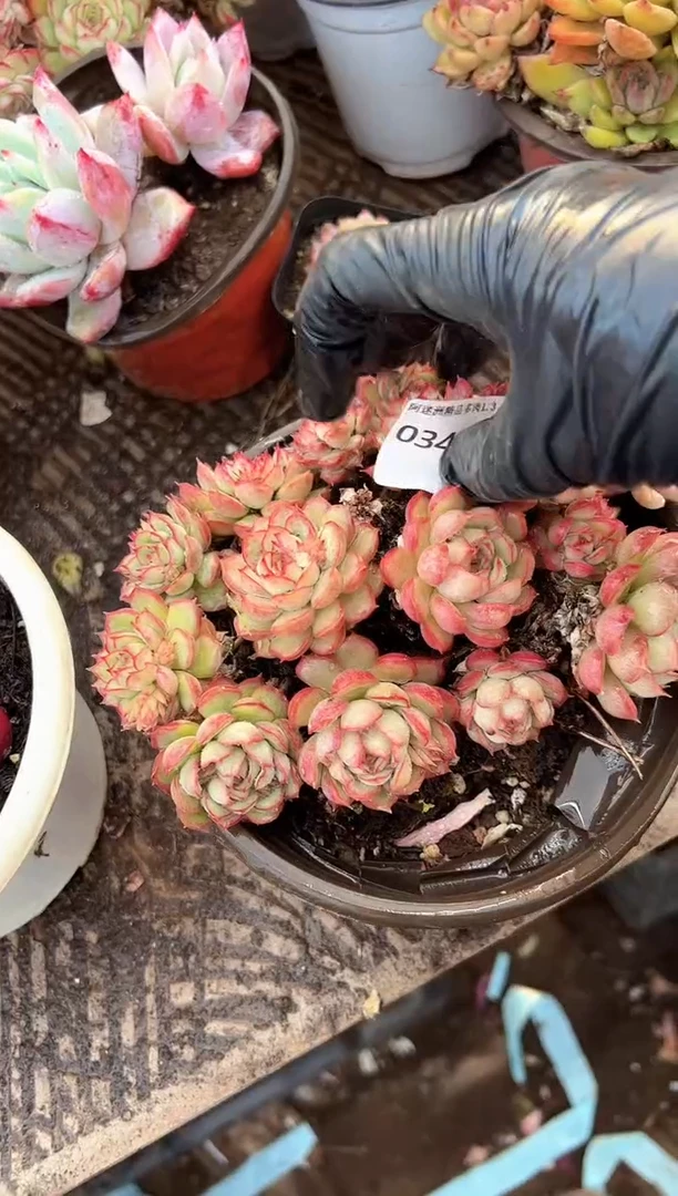 可***头多肉植物一物一拍03439