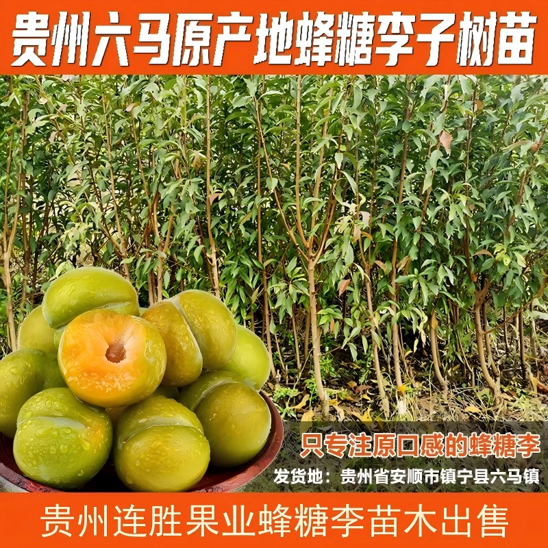 贵州六马蜂糖李一代嫁接苗果树果苗盆栽认准原产地直发李子
