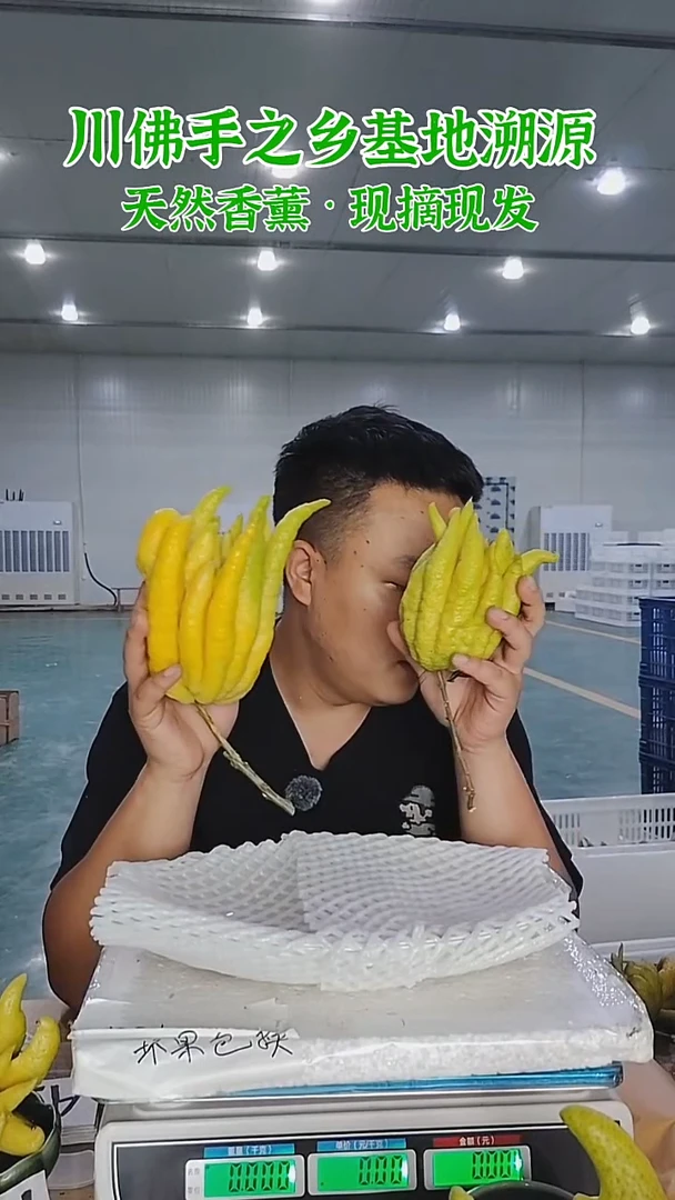 柑橘【一物一拍】川佛手柑鲜果带枝高山佛手柑水培摆件观赏香熏A09