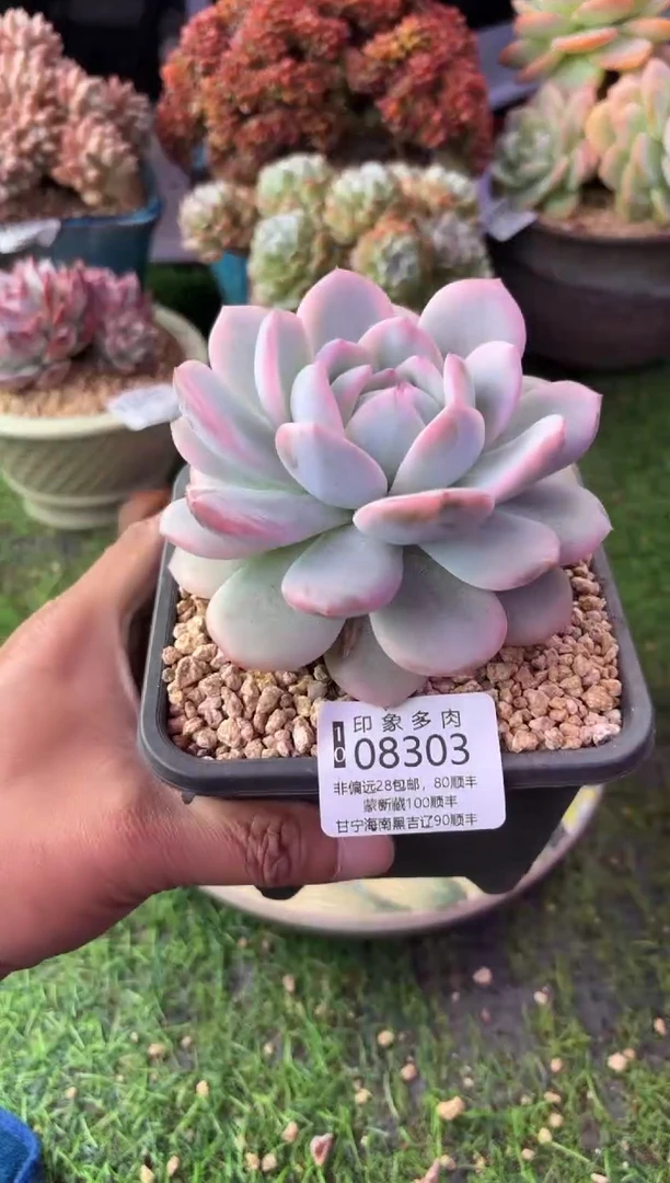 昆明印象多肉08303