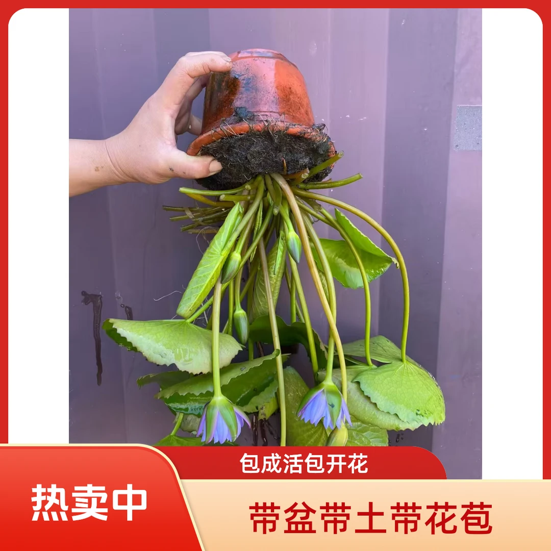 【带盆带土带花苞】庭院阳台楼顶水培植物睡莲盆栽蓝色红色春季