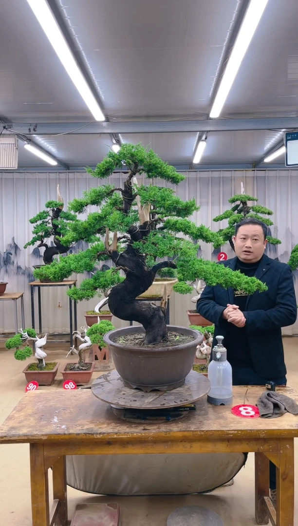 无花朵精品盆景  一物一拍