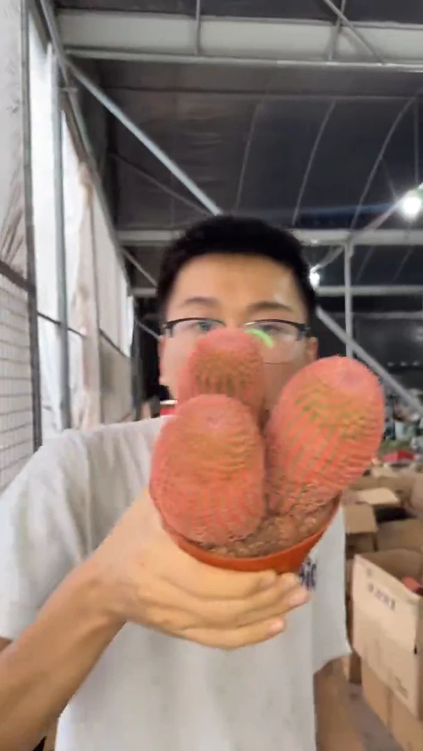 大3头 红太阳【带根】