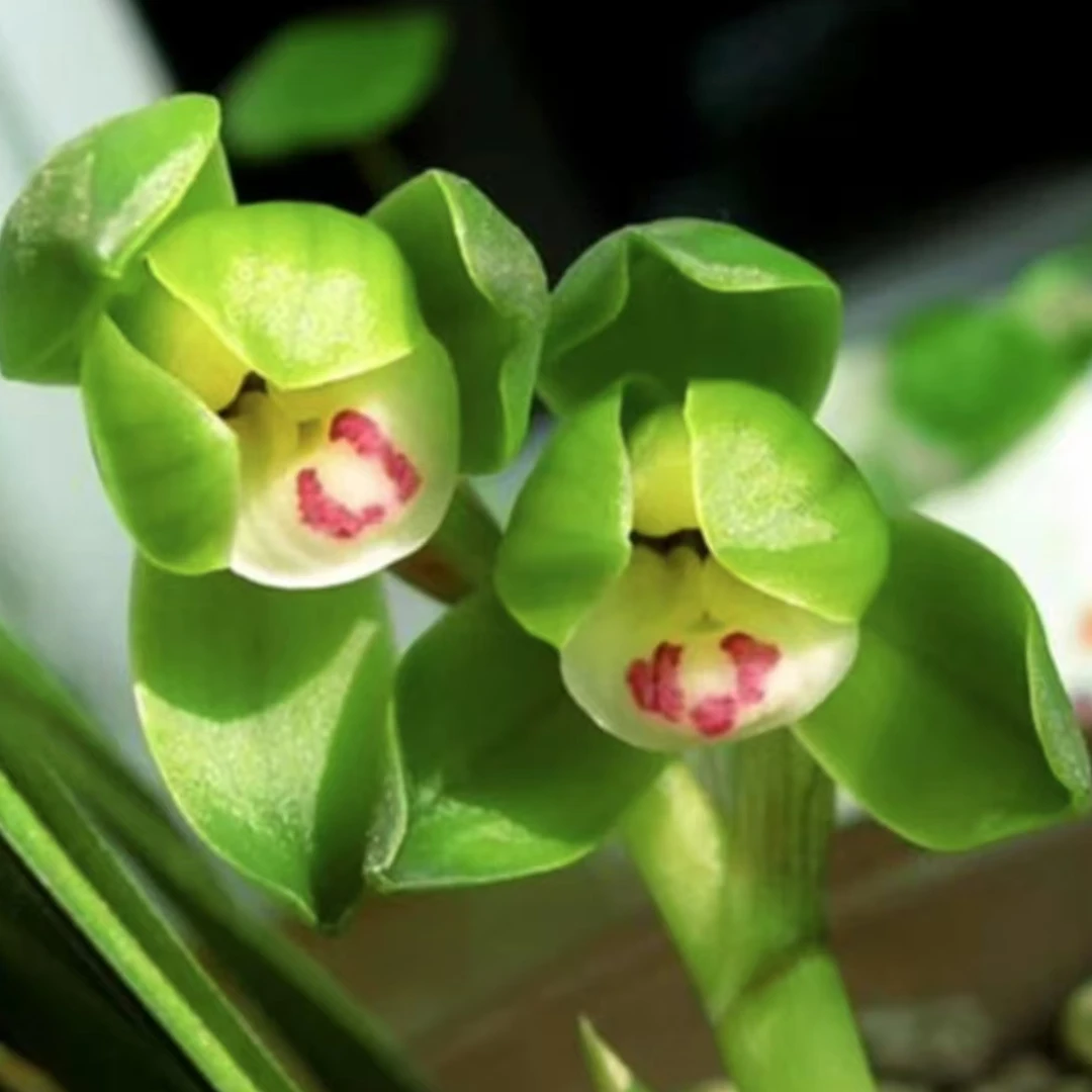 春兰【翠盖荷】兰花花卉室内办公室客厅阳台