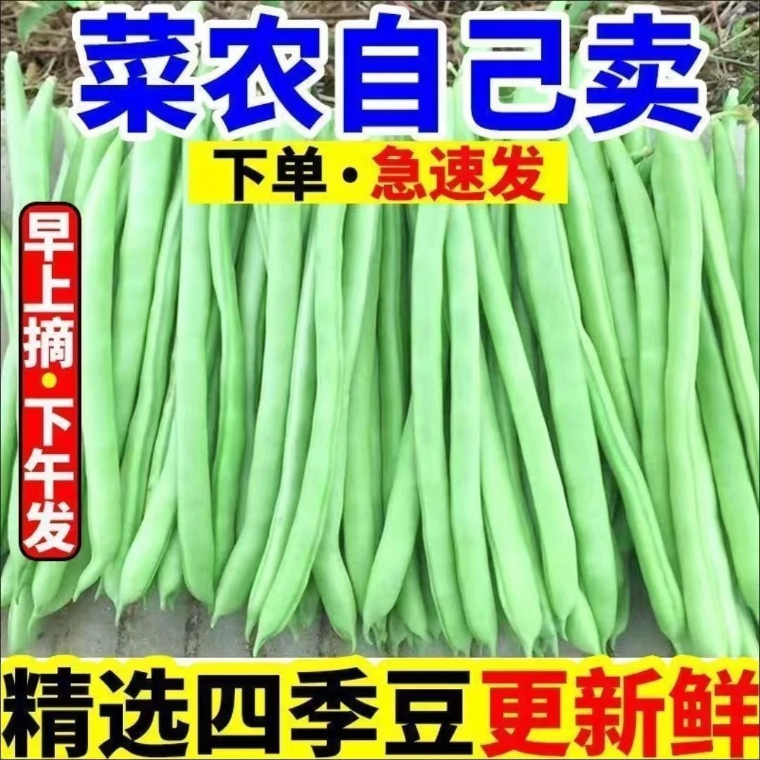 云南新鲜四季豆产地直发应急蔬菜青豆豆角时令蔬菜批发