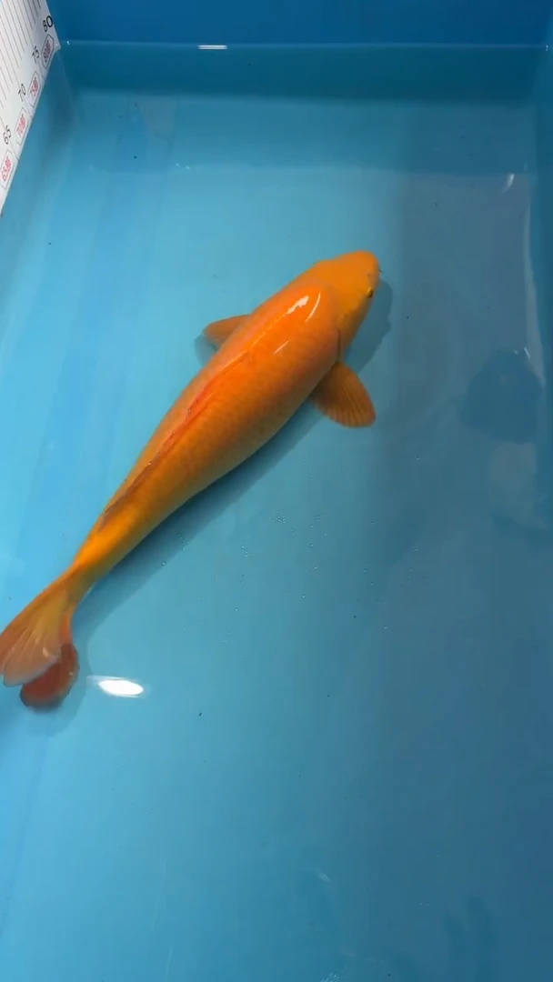 锦鲤锦鲤八戒36cm-45cm不包邮到付 包损