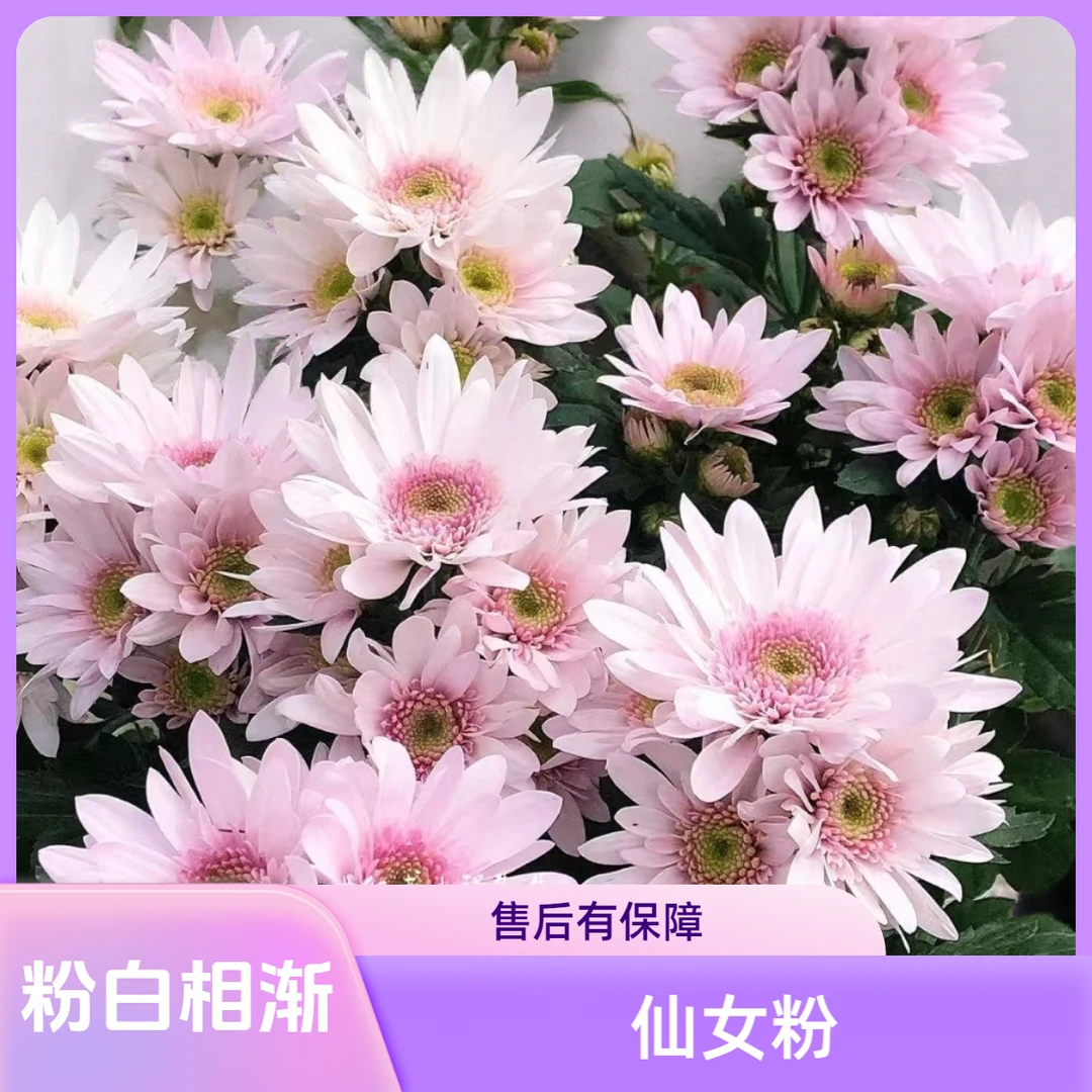 浅粉少女心多年生易养护花期长抗寒耐热阳台庭院盆栽