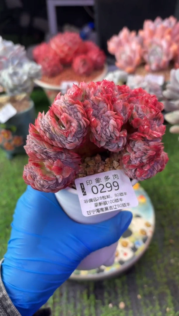 昆明印象多肉0299