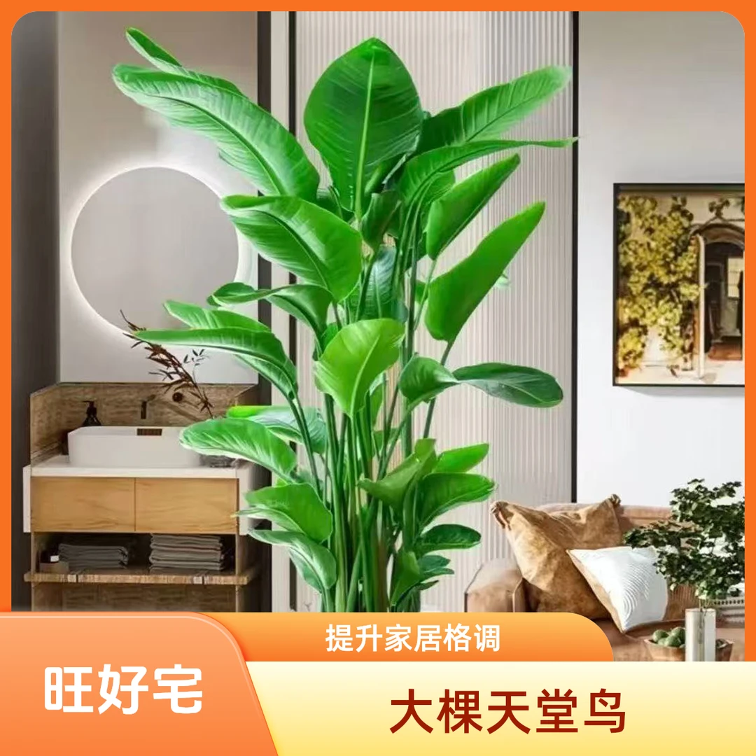 带盆发货大型0.8-1m天堂鸟室内旺住宅绿植盆栽好养净化空气除甲醛