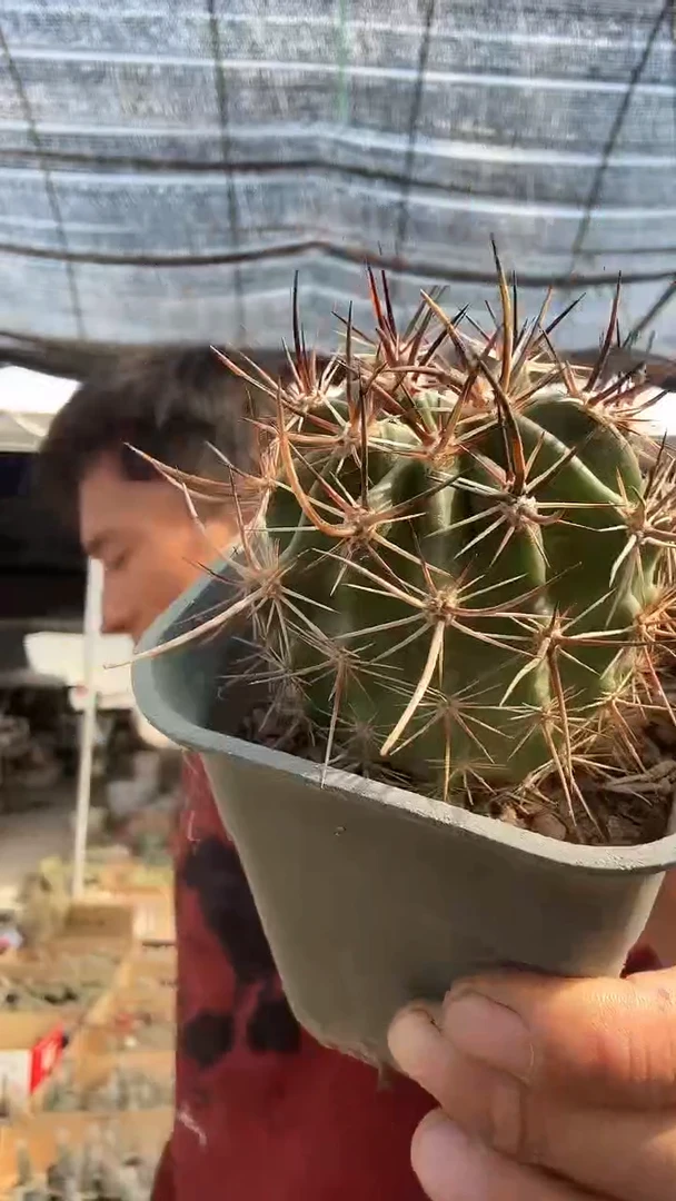 实生林氏幻虾29.99    配货看图