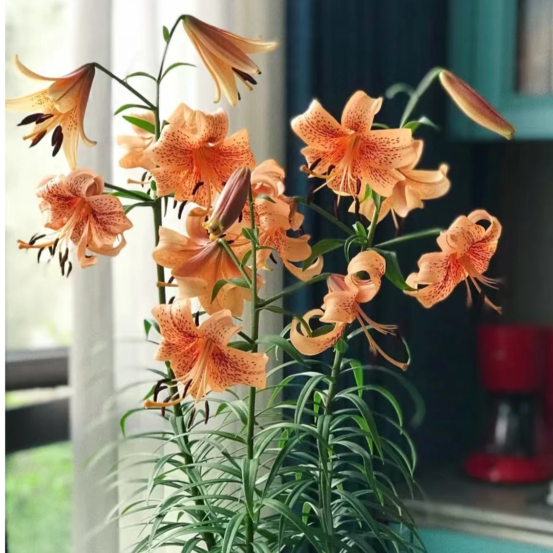 1颗百合种球【虎宝宝18-20】虎皮系列百合