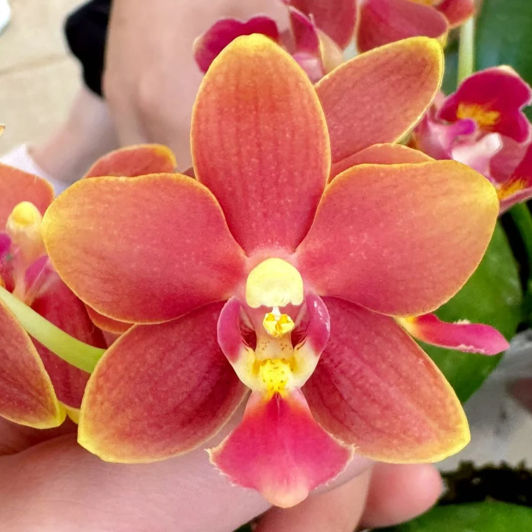 珍奇品种 原生种 2个花剑【浓香型08188】蝴蝶兰 花期多季节开