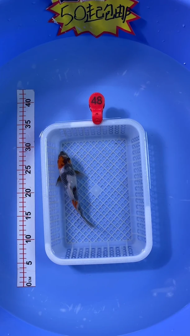 锦鲤活体二号链接