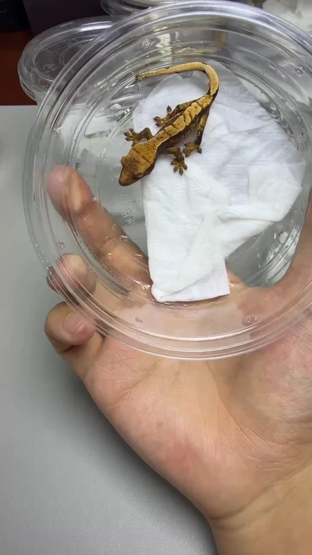 睫角守宫捷角守宫三色