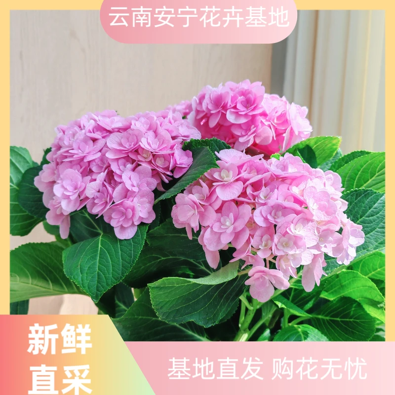 【重瓣绣球花盆栽】重瓣绣球花 带花盆 好养活 花多 庭院阳台盆栽