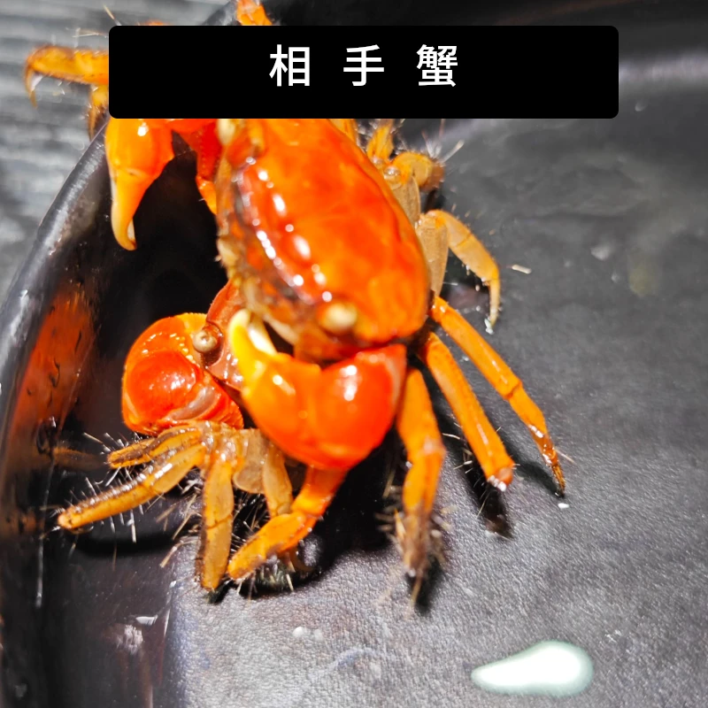 相守红螯相守蟹相手蟹水族活体宠物淡水观赏螃蟹