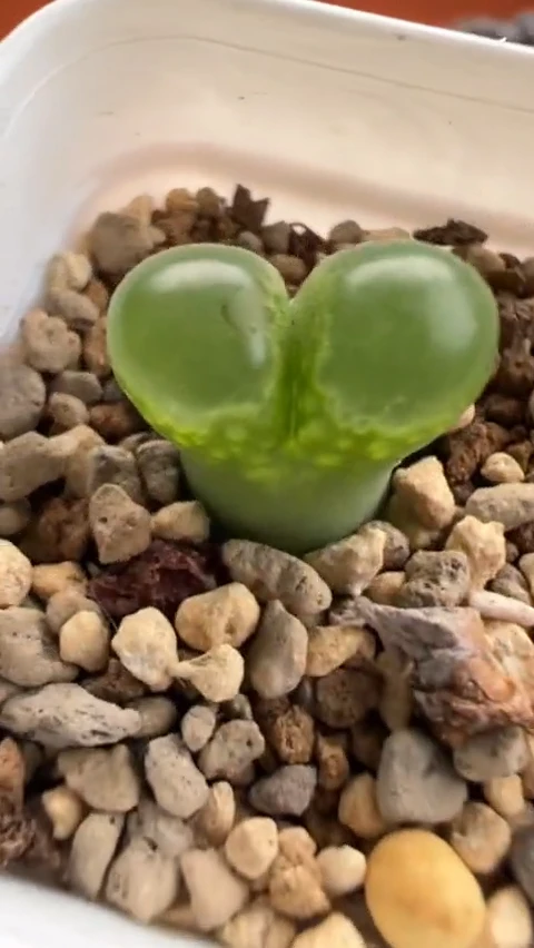 199超级无敌好看到爆炸的美肉。。。。。。。