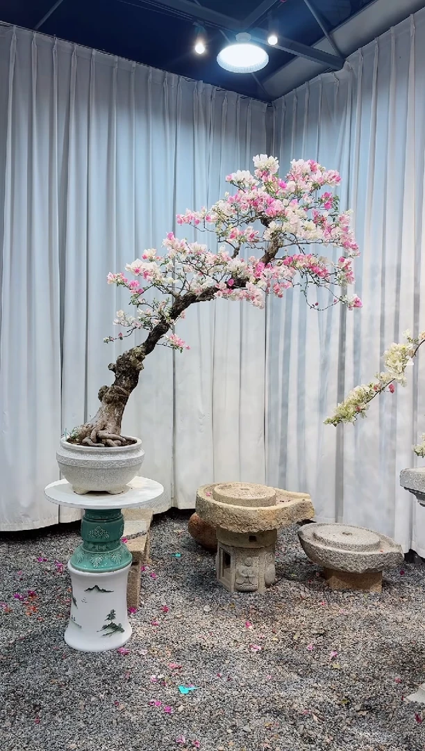 无花朵纪*伦三角梅三角梅三角梅