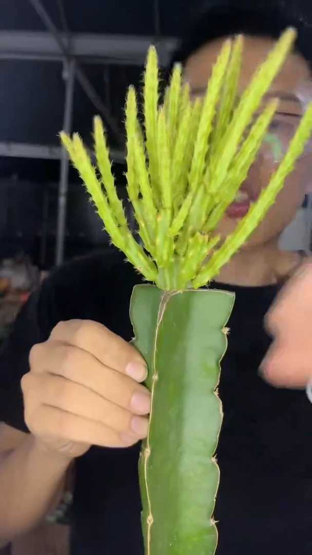 多头 鼠尾令箭【嫁接】