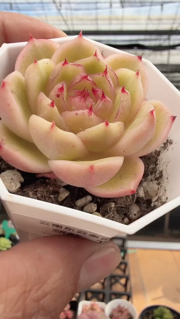 东云多肉园新款-143