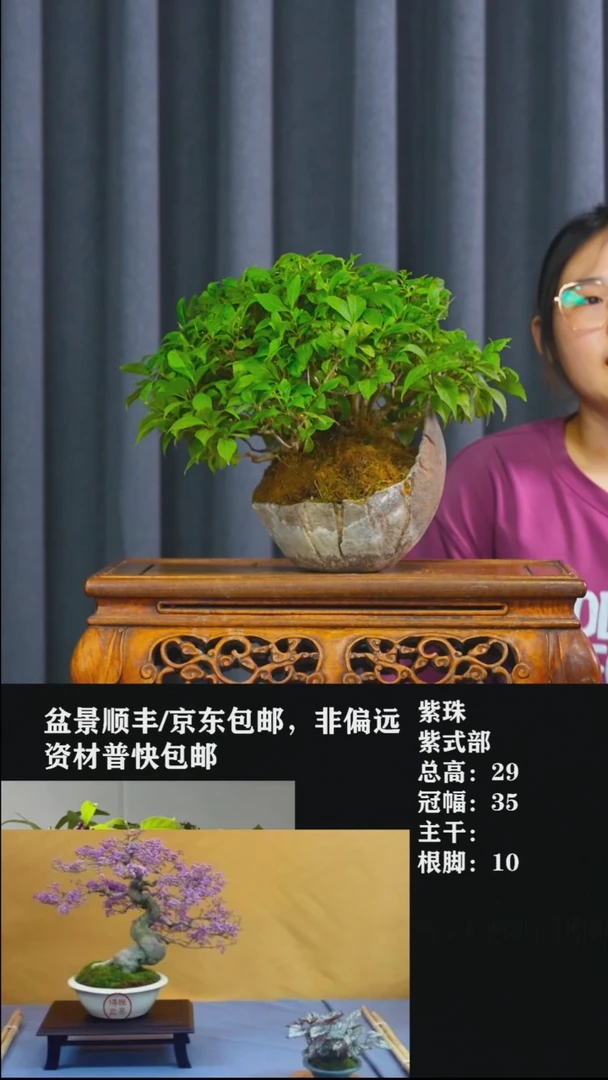 无花朵泰****狼紫珠-260