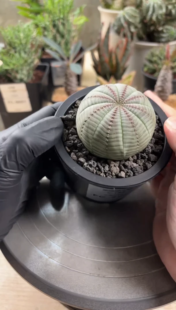 布纹球大戟FC-7758