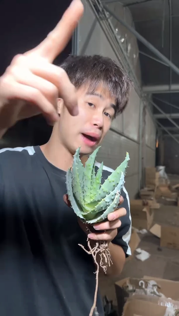 元宝 芦荟【带根】