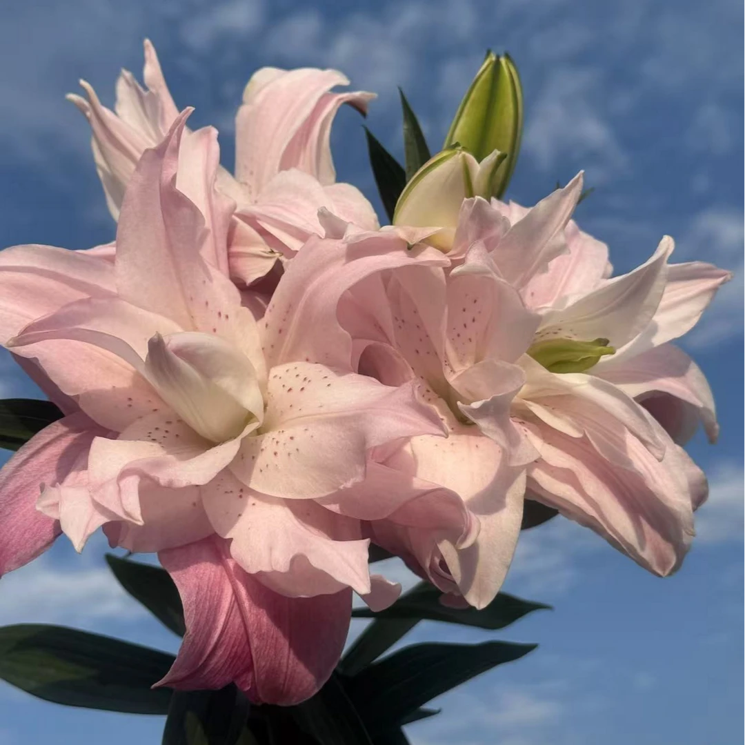 莲花皇后粉色重瓣多头5枝 重瓣王者 一束点亮客厅