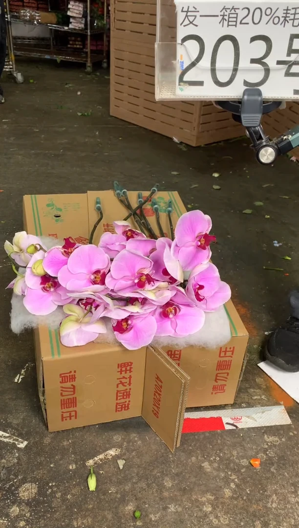 203/7号♥含20%耗损发一箱