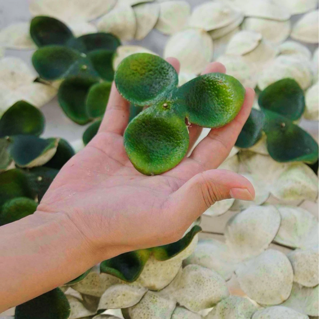 2024年 梅江塞口产区 小叶油柑青皮